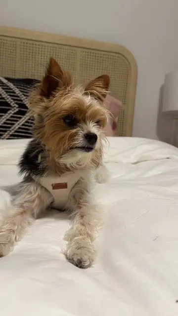 This dog got your attention, now let’s talk tech sales. Adobe Digital Academy of