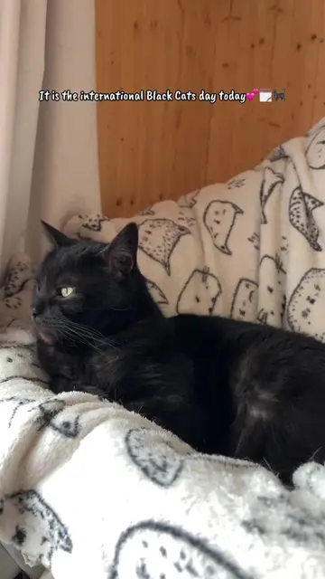Happy international Black Cats day everyone 🐈‍⬛🫰🏼🗓️  Show us your little hou