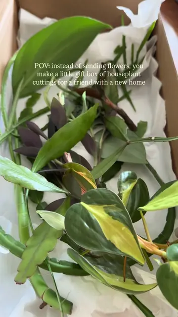 Gift idea for someone who likes houseplants! 🪴📦 My friend has moved house and 