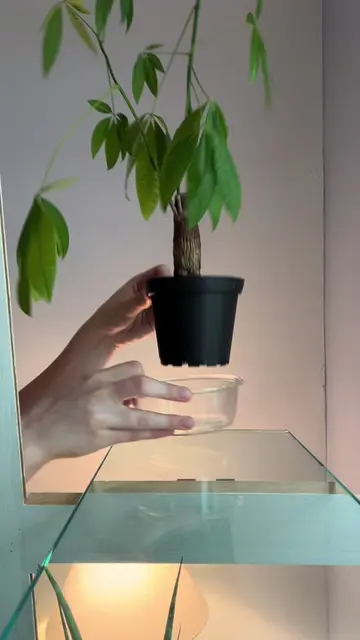 No movement today, but a nice drink for sure! 🚰🪴⏱️ #planttiktok #plant #bottom