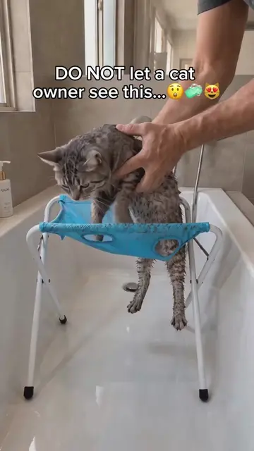 Comment Cat if you need one😍 #catcare #catslovers #petgrooming #PetCare 