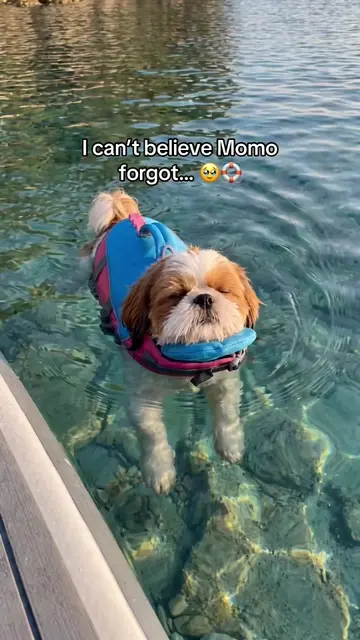 Momo forgot where she was 😅🐾❤️ #shihtzu #petlover #pet #dog 