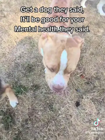 Get a dog they said #ccc #DogTraining #dogs #doglife #fypage 