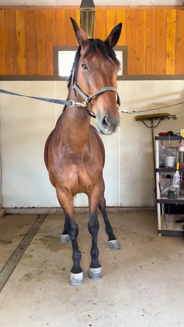 Noodle & I are over the bugs 🪰 #grwm #fypシ #farmlife #horsegirl #horsecare 