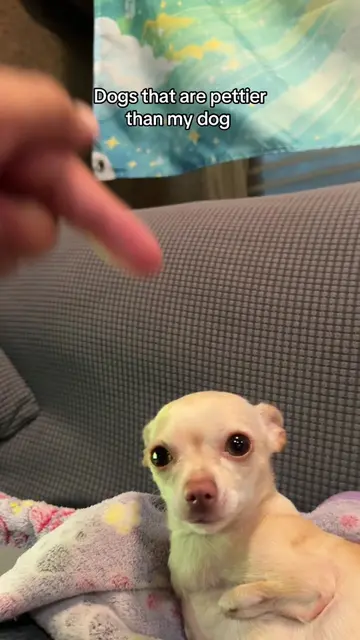 The last slide was a mistake 😭 #trashygas #gio #emmy #dog #pet 