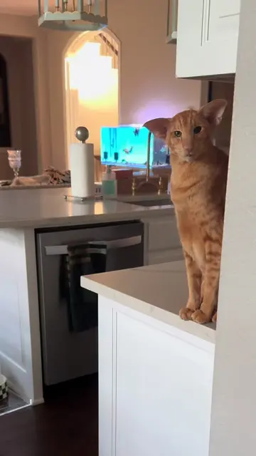 The soundtrack that plays on repeat in my house 🎶 Notice his frustrated meow at