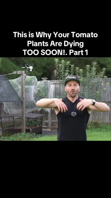 This is Why Your Tomato Plants Are Dying TOO SOON!. Part 1 #gardening #PlantTok 