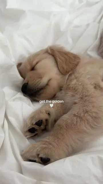 Hi im kona just a little potato enjoying taking lots of naps everyday 🐶