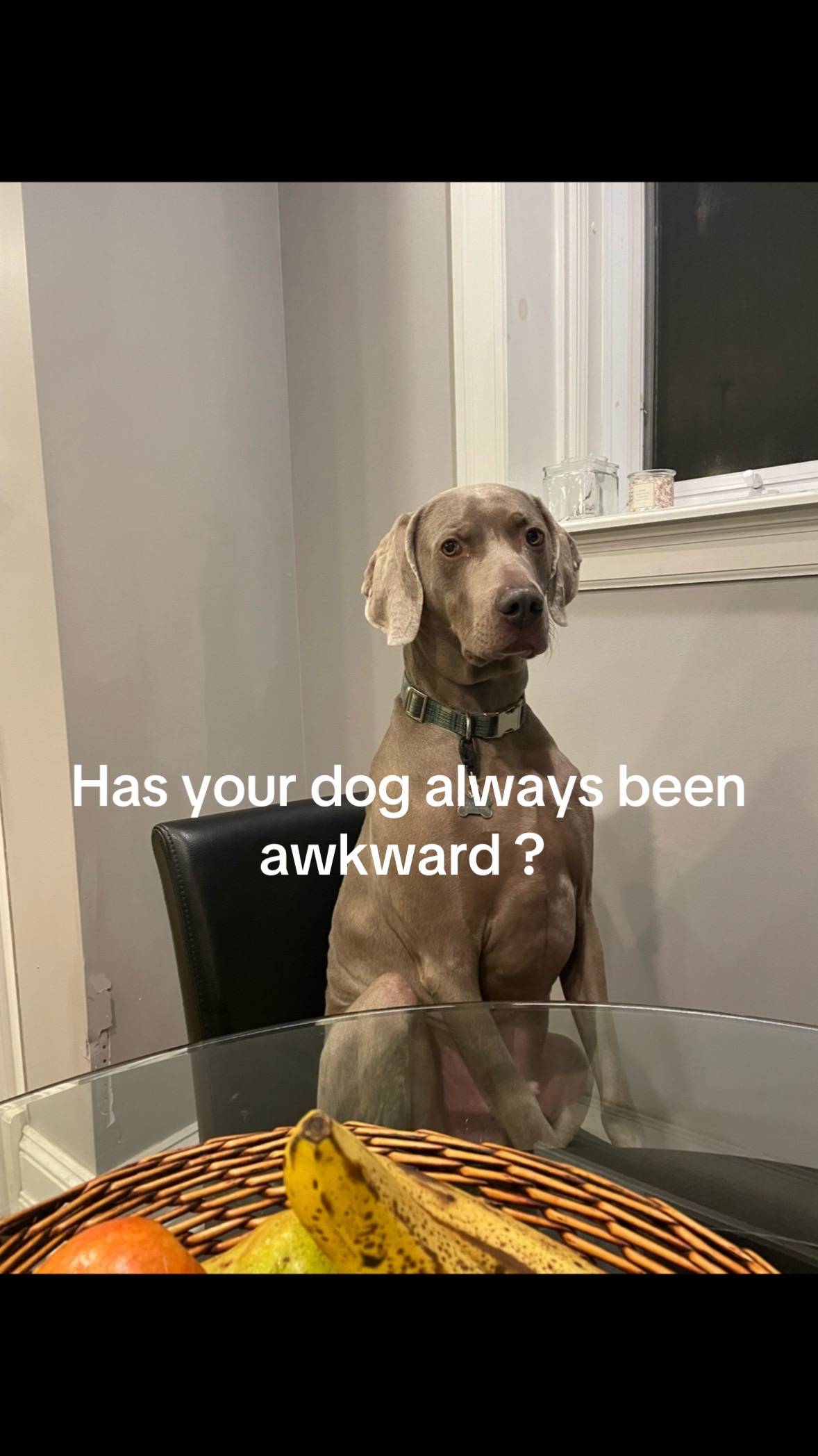 Love him tho #fyp #dogsoftiktok #dogtok #dogsofttiktokviral #cutedogs 