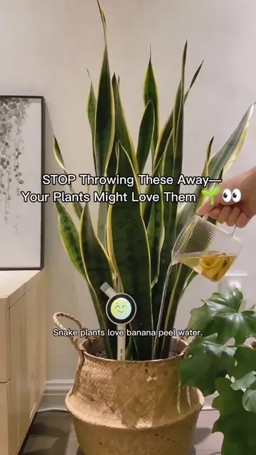 Most people throw these away without realizing their houseplants might actually 