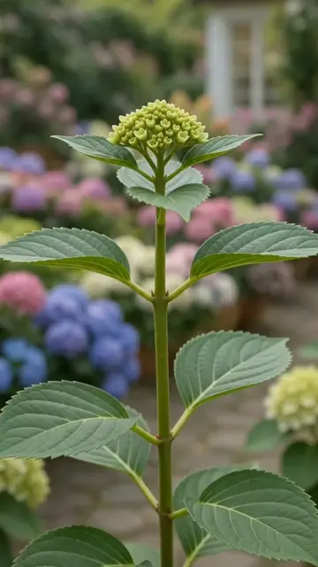 This Viral Method Gave Me Endless Hydrangeas 🌸🌿 One Hydrangea → many new plant
