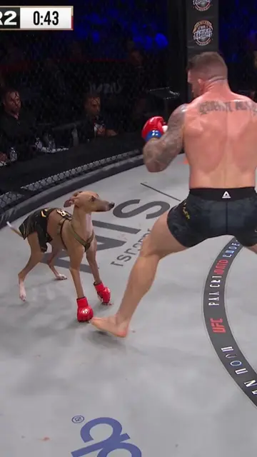 High fight IQ on display. #mma #martialarts #fitness #fight #italiangreyhound