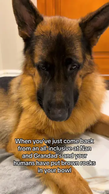 Back to reality, buddy 😂 #germanshepherd #немецкаяовчарка #Love #dogpack #fyp 