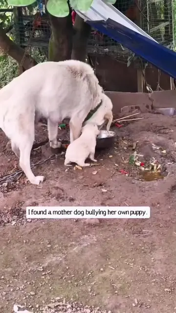 I saw this scene and saved him #rescue #rescuedog ##dog #puppy #dogsoftiktok 
