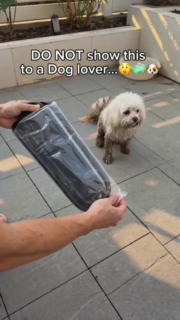 Send this to a Dog lover!❤️ #DogMom #petslover #DogCare #DogLovers #DogGrooming 