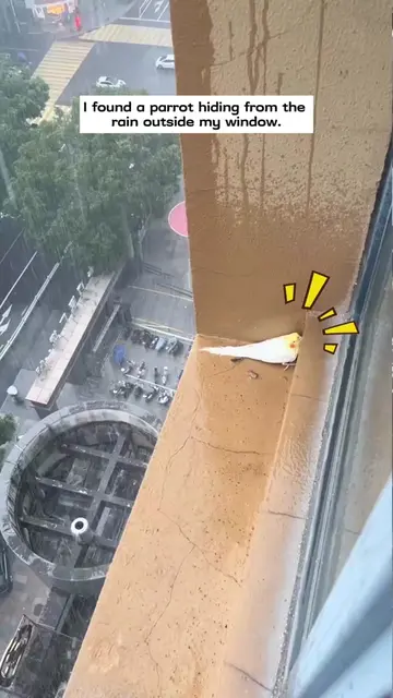 I found a parrot hiding from the rain outside my window and then…#rescue #animal