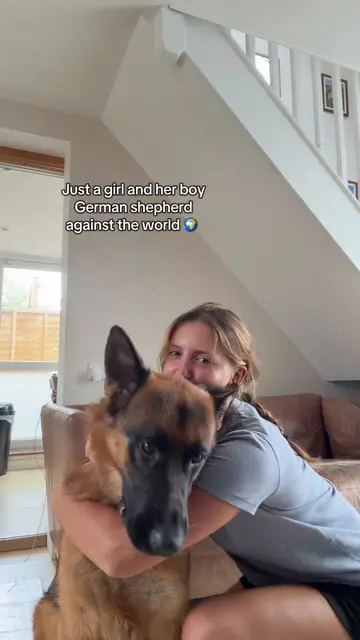 My child #germanshepherd #gsdoftiktok #germanshepherdowner 