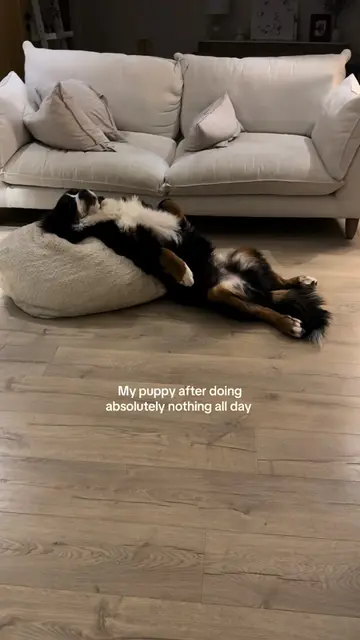 Hard life being this cute 🥹 #bernese #bernesepuppy #tiredpuppy #sleepypuppy #fu