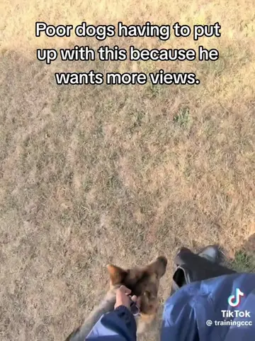 More rage baiting at the expense of these poor dogs #ccc #DogTraining #dogs #dog