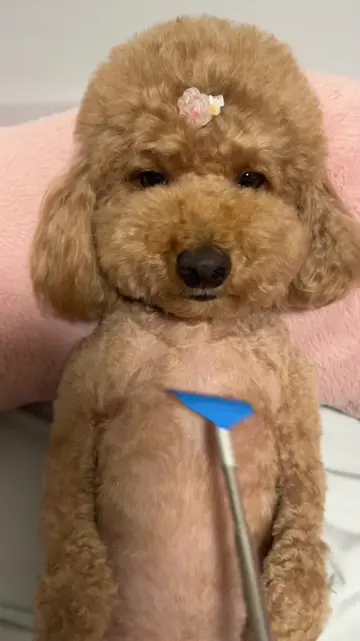 Daily pup reset: fresh, fluffy, and feeling fabulous. 🛁🐶✨ “Bath time again?” �