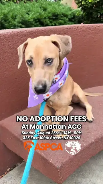ACC is partnering with @ASPCA for a special adoption promotion at our Manhattan 