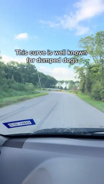 7 days ago people noticed a new dog at a curve that is known for dumped dogs. Sh