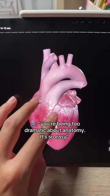 #anatomy #medschool #medstudent #dentalstudent #medicine 