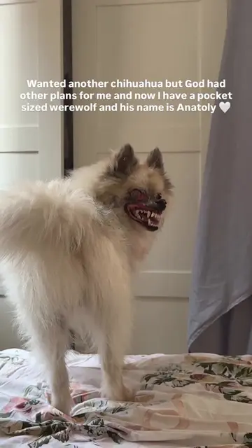 #dogs #dogsoftiktok #rescuedog #rescueanimals #adoptdog 