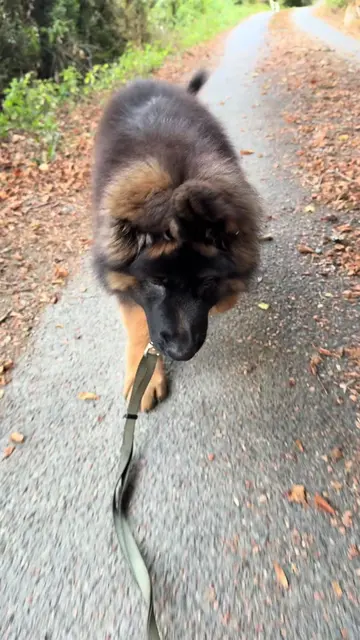 #germanshepherdpuppylife #longhairedgermanshepherd #puppy #puppydog #dogtok 