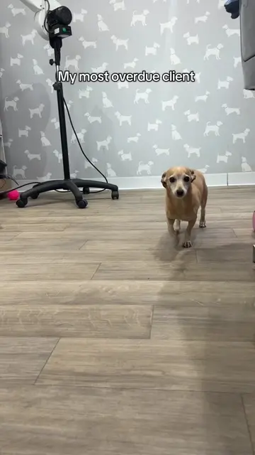My most requested video! Let’s groom Ralph!! #doggrooming #dog #dachshund #chihu