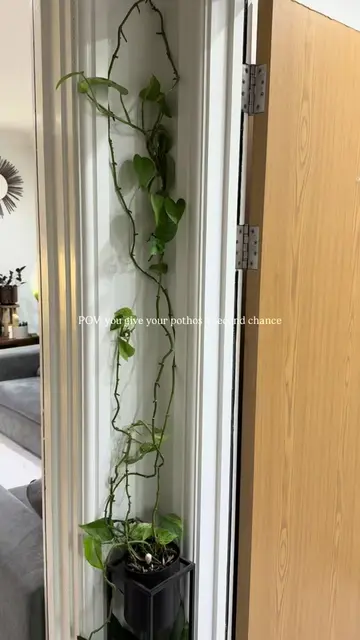 We all deserve a second chance 🌱🪴 This straggly pothos (epipremnum aureum) nee