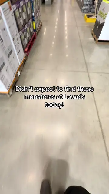 Check your local Lowe’s! Monstera Albos just hit the floor and they are huge!! �