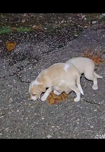 📣Foster needed urgently📣 Found dump tonight along my feeding route. Two female