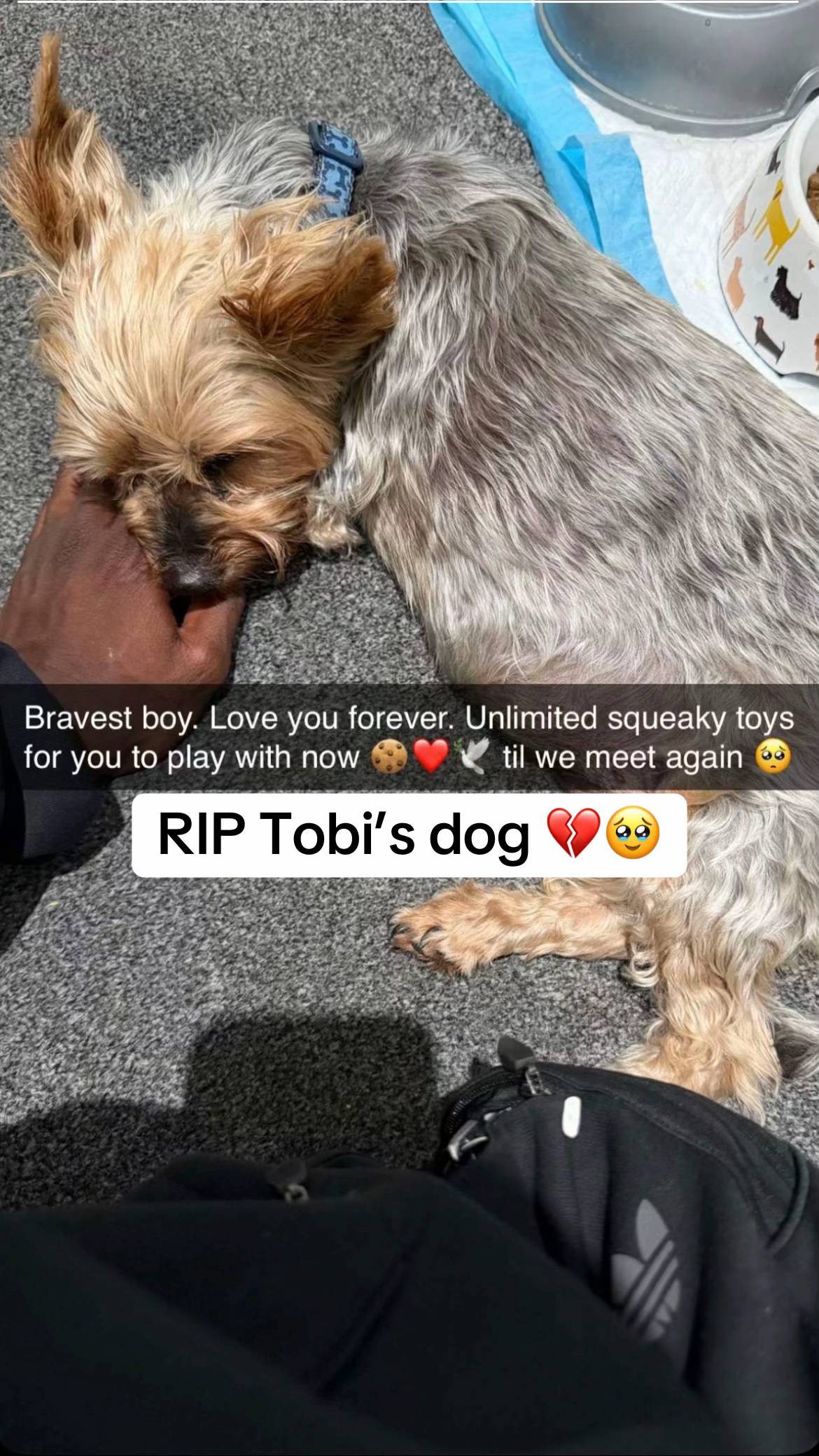 #fyp #sidemen #tbjzl #tobi #dog 