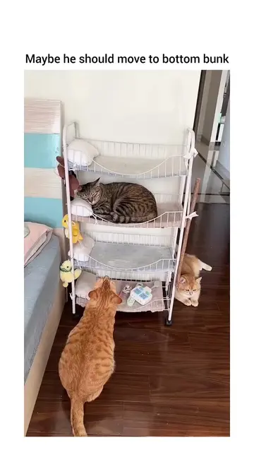 #FunnyCats #CatTok #CatsOfTikTok #CatSoftTikTok #CatLover #Cats #Kitten #FunnyAn