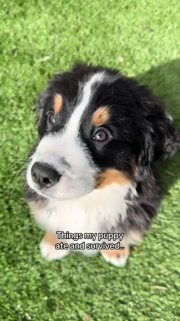 Don’t tell the vet….😅 #bernese #bernesepuppy #cutepuppy #funnypuppy #puppylife 