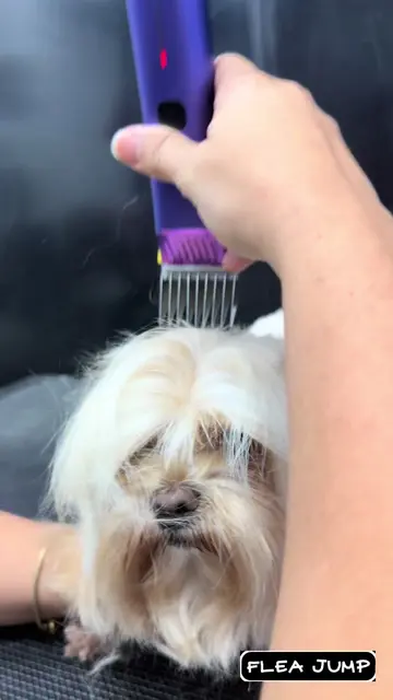 Yorkiepoo❤️ Summer fresh ❤️ #yorkiepoo #satisfyingvideos #dogtok #doggroomer #pe
