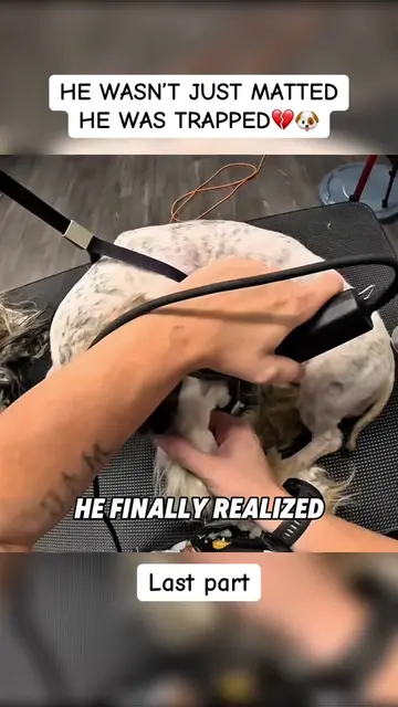 From painful mats to finally FREE🥺❤️ This little guy got the fresh start he des