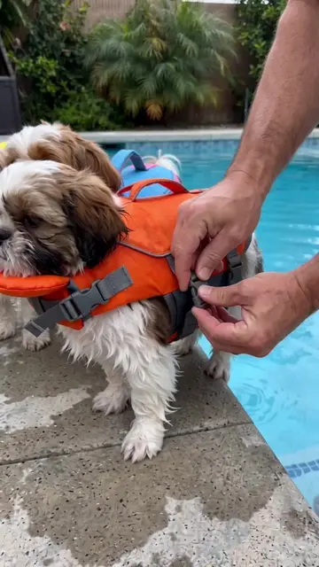 BIGGEST game changer, thank me later ❤️🛟 #shihtzu #pet #dog #petlover 