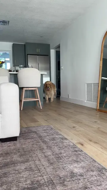 Reef’s week🤍 #reefthegolden #goldenretriever 