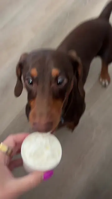 pup cup tooooo good, thanks @Dunkin' ! 😋 . . . #puppytiktok #minidachshundsofti