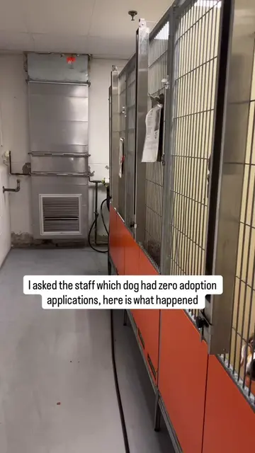 I met a dog that no one wanted to adopt after her owner passed away, here is wha