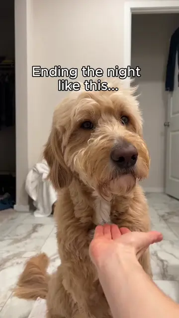 The best way to end the night 🐾 #doglife #nightroutine #goldendoodle #cutedog 
