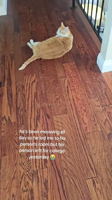 cats have feelings too. he's being meowing all day to be let in the room #PetsOf