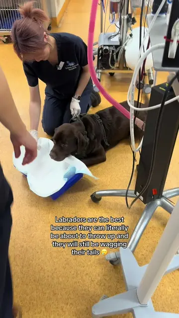 I’ve said it before and I’ll say it again .. 📣📣 WE DO NOT DESERVE DOGS 😫😫 #v