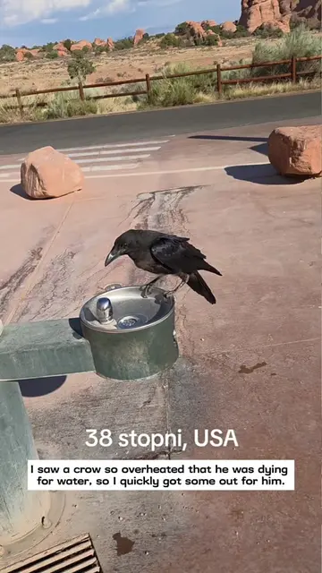 I saved a crow that was about to get heatstroke and then…#rescue #animals #fyp #