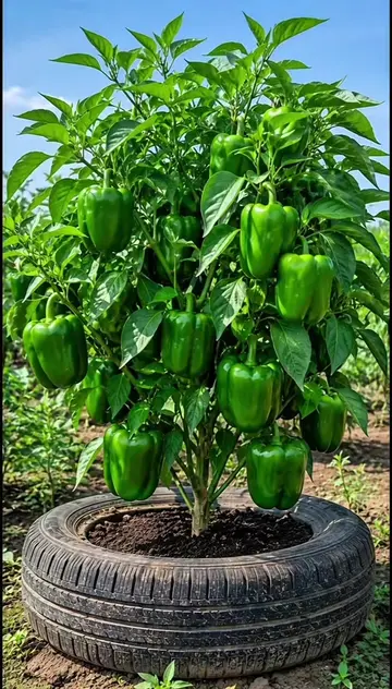 #gardeningtiktokcontest 