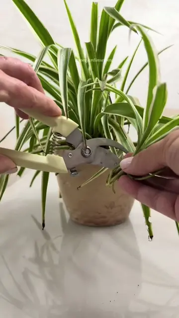 Clorofito  Trapoeraba e Sanseveria  Jiboia  Aglaonema 🪴