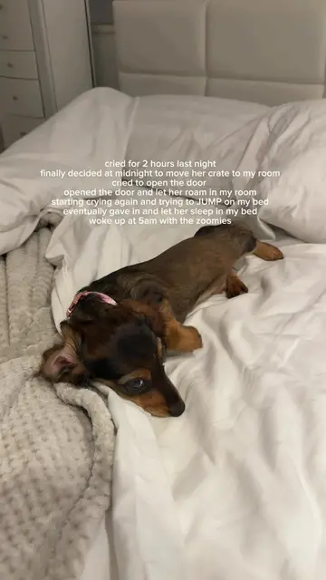 I wouldn’t trade her for the world🥹🌎🐶 #minidachshundpuppy #minidachshund #dac