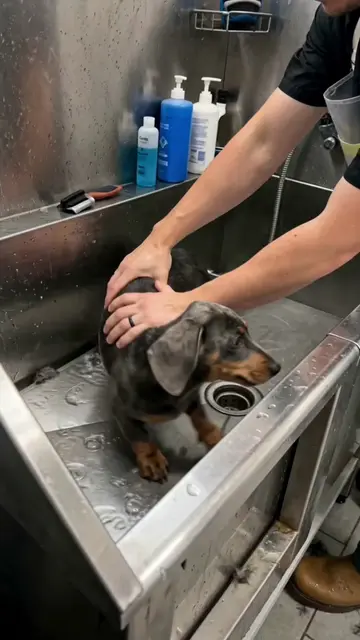 This pet shower holder is a game changer 🐶🚿. #dog #petlovers 